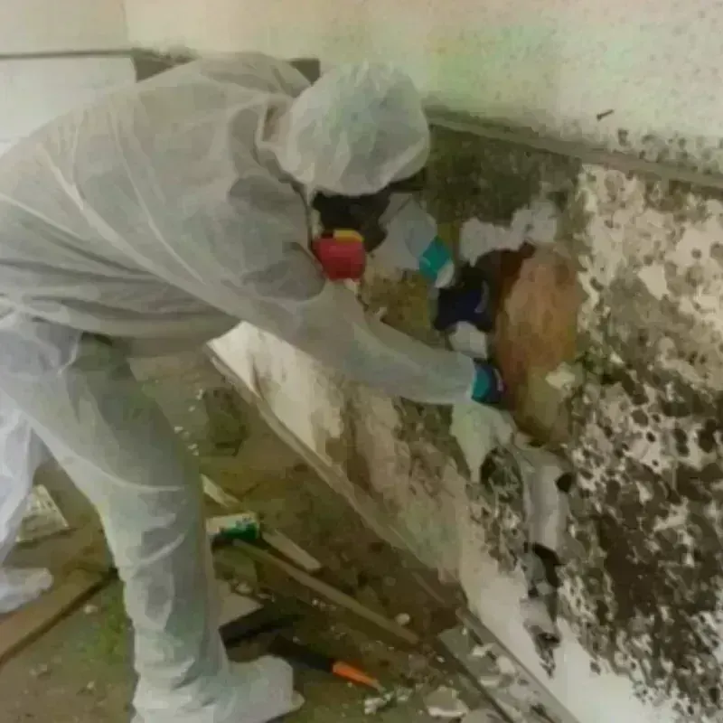 Mold Remediation and Removal in Powell, WY